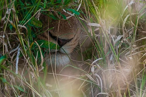 Close-up of a lions muzzle-Panthera leo Mala Mala Game Reserve-South Africa Nature Print